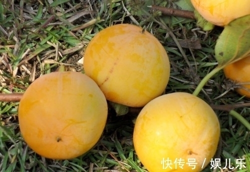 少吃|你知道这5种水果要少吃吗?容易短命,不想短命再爱吃也要戒除