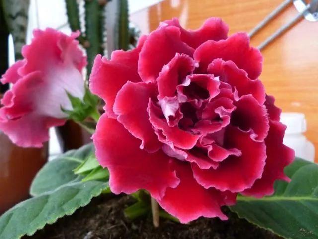 大岩桐从不敢晒太阳,小心浑身长黑斑,就爱暗地里偷偷开花