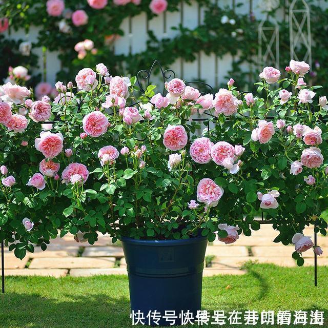 天冷|天冷了,15种漂亮花喜欢“大太阳”,多晒长得壮,花更多