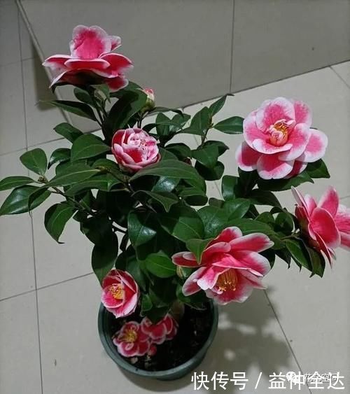 杜鹃花|这三种花,生来就是“醋坛子”,每月喝一口,枝繁叶茂,花开不断