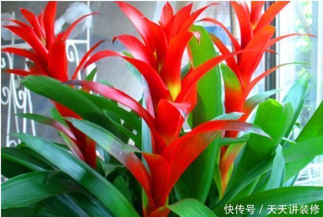 发财树|年底逛花市,这些花最好看、最好养,赶紧抱回家