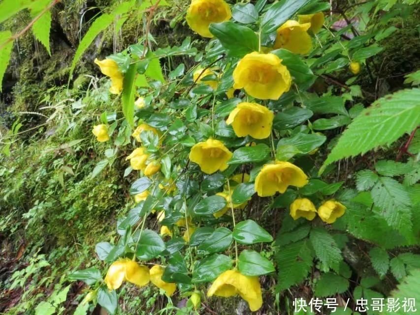 翻山越岭，只为寻找不一样的美，