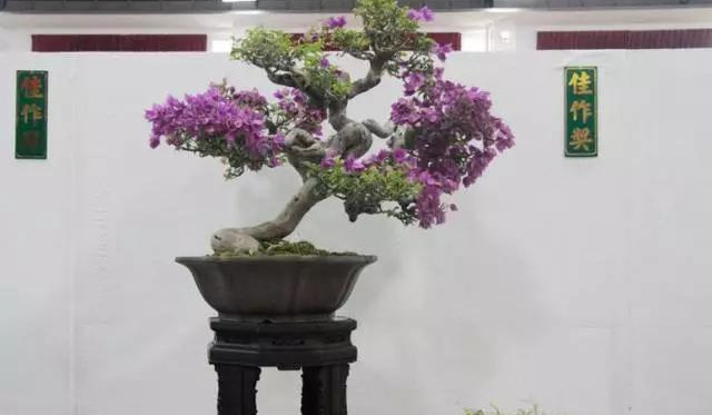 盆景|三角梅养成盆景又美又飒，爬成花墙热情浪漫，爆花成球秘诀在这