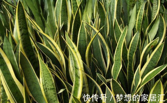 技巧|虎皮兰好养,学会了以下技巧,花纹还能随意变换,提升观赏价值