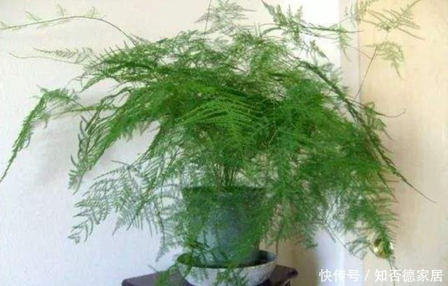 发黄干枯|天冷文竹容易黄叶,准是5个原因导致的,冬季养它要合理避免!