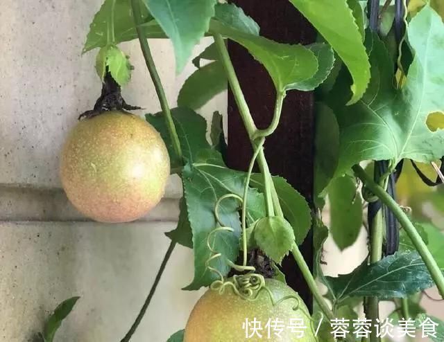 有1种“水果”，剪根枝条插土里，15天生根，结出果子“吃不完”