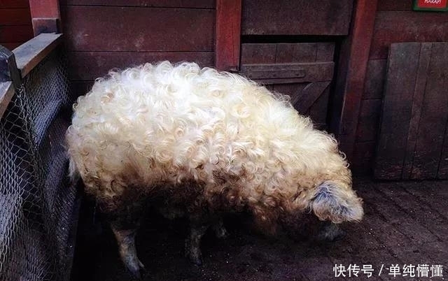 碰杯|匈牙利冷知识13则:单身要缴税,喝酒别碰杯!