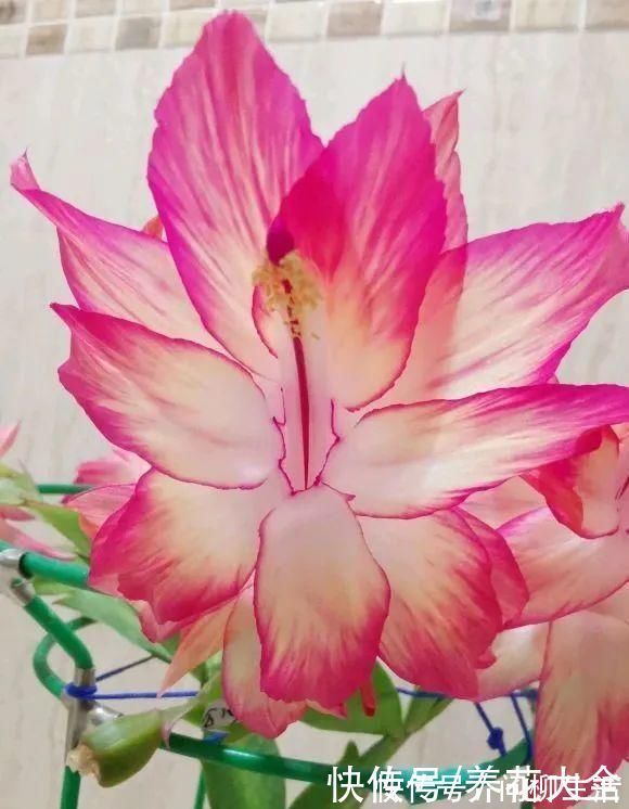 水仙|上万块的蟹爪兰，开花像烟花，养过的人不多