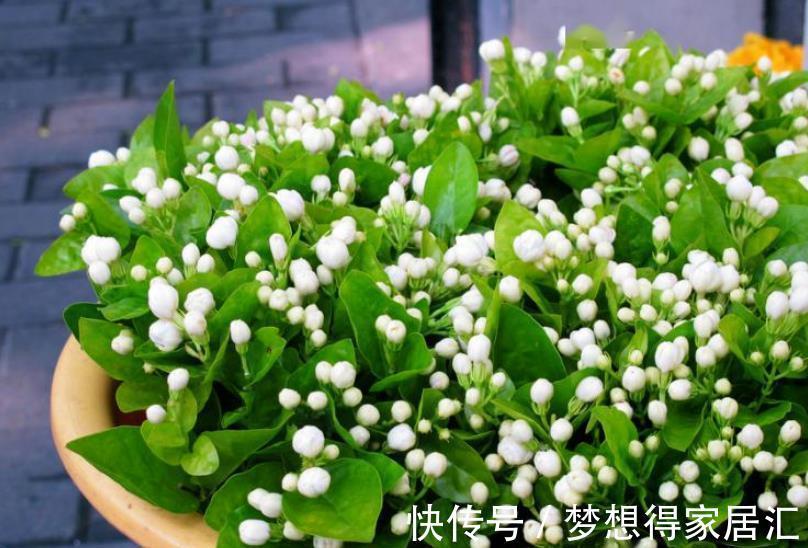 秋冬养茉莉花，3个要点要谨记，不然难以过冬，明年没花赏