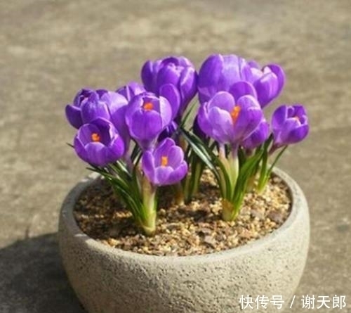 亏了|紫色开始流行,紫色花也超美,几种专门的紫色花不养就亏了