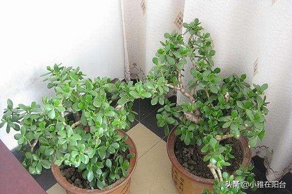 养玉树,只需要注意3个小技巧,一年就能疯长爆盆,越养价值越高