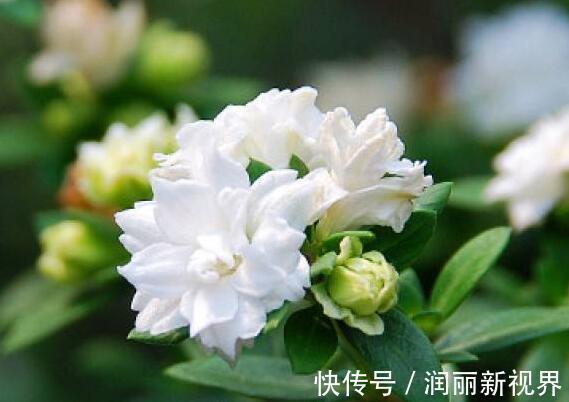 扦插|喜欢盆景就养它，1个枝能扦插，6月开花多又美，美过金枝玉叶