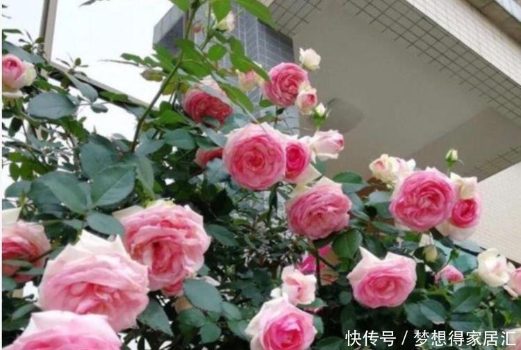 茬花|家庭常养4种花,养护简单,花朵漂亮,一茬茬花开不停!