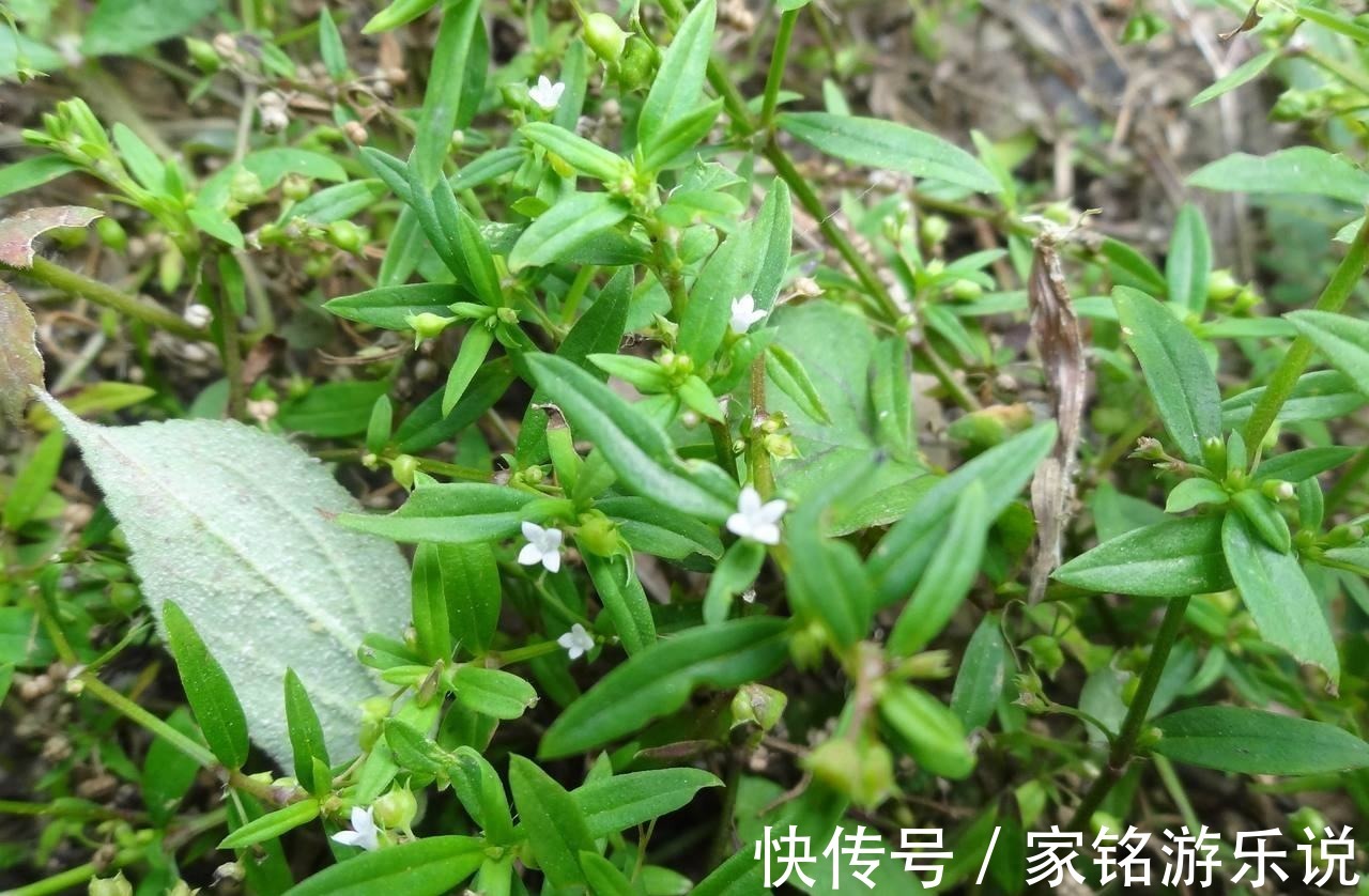 总管|农地里的“草”，人称“蛇总管”，是味镇痛抑毒的良药