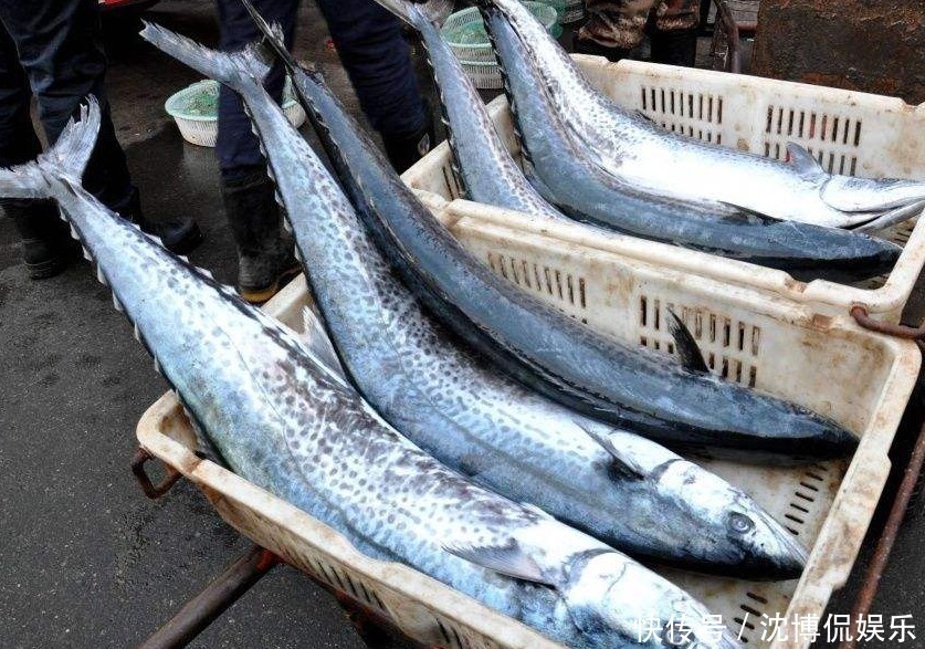 维过年吃鱼,专买这3种鱼,全是野生的,肉多刺少营养足,放心吃!