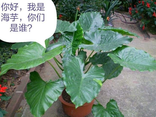 有毒性|20种有毒花,出门别乱摘,有小孩的特别注意