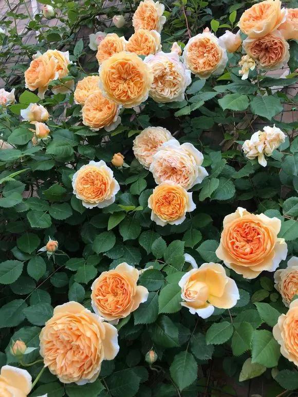 家家都有的3种“钾肥”，给花喂一点，根壮苗粗结果多！