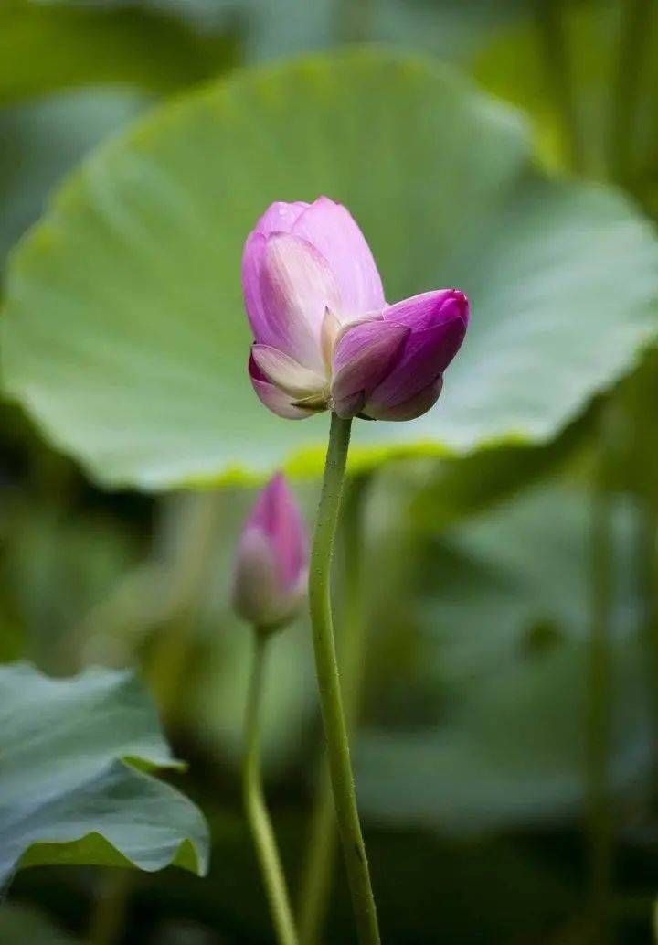 见者|见者好运＂莲莲＂哦~大明湖罕见并蒂莲雨中绽放，能保持4到5天