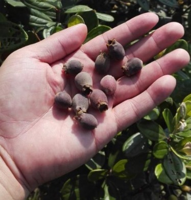 刺梨|几种野果已经不多见了，全吃过的估计都成家了！