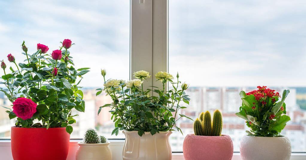 5种花 被称为冬天的 开花机器 现在养一盆 过年正好赏花 粉紫色 5种花 被称为冬天的 开花机器 现在养一盆 过年正好赏花 粉紫色