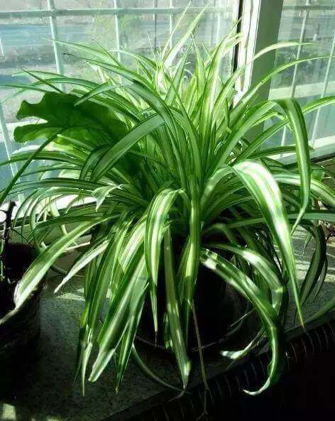 吊兰|吊兰长的慢还瘦做好关键几点,叶子又肥又绿蹭蹭长,爆成绿瀑布