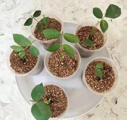 原来这些花开完后，把枝条剪下来插土里就能生根，一盆变多盆