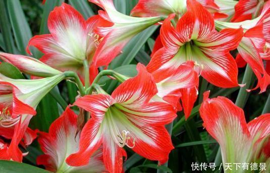 对红冬天养护很简单,掌握好方法,花朵鲜艳又多姿,很漂亮