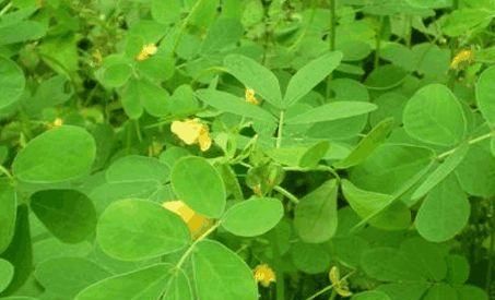 农村里不常见的野菜，具有清热明目，润肠通便，瘦身减肥等功效