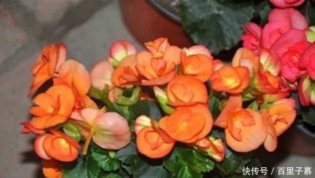 4种花养家里,好养又漂亮,开花多又艳,喜庆又旺运!