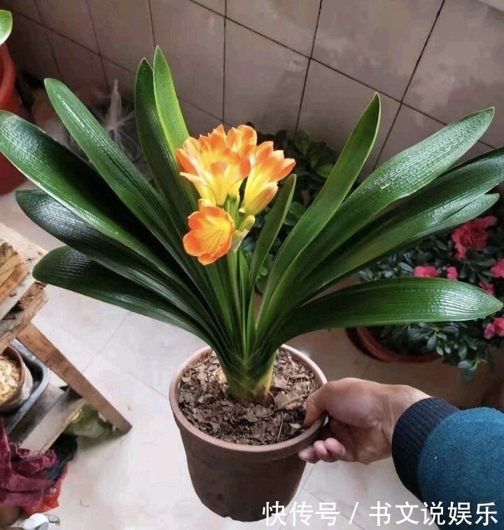 君子兰|花盆出现“大土块”,浇水摻上2种“东西”,30天松软、肥沃!