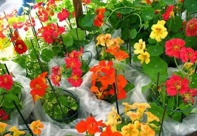 有种花比吊兰好养,叶片比荷叶好看,冬季也开花