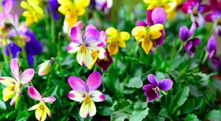 “4种花”养家里,开花不断,花美色艳,花儿轻松开爆盆