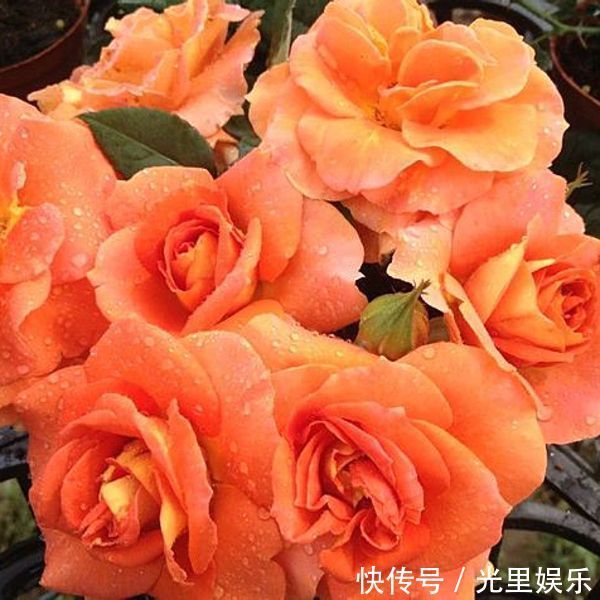 喜欢菊花，那就养“精品玫瑰”铜管乐队，似黄鹤衔珠，光彩夺目