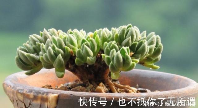 心血|老桩多肉该怎么换盆?2种方法“保活”,叫你心血不再白费