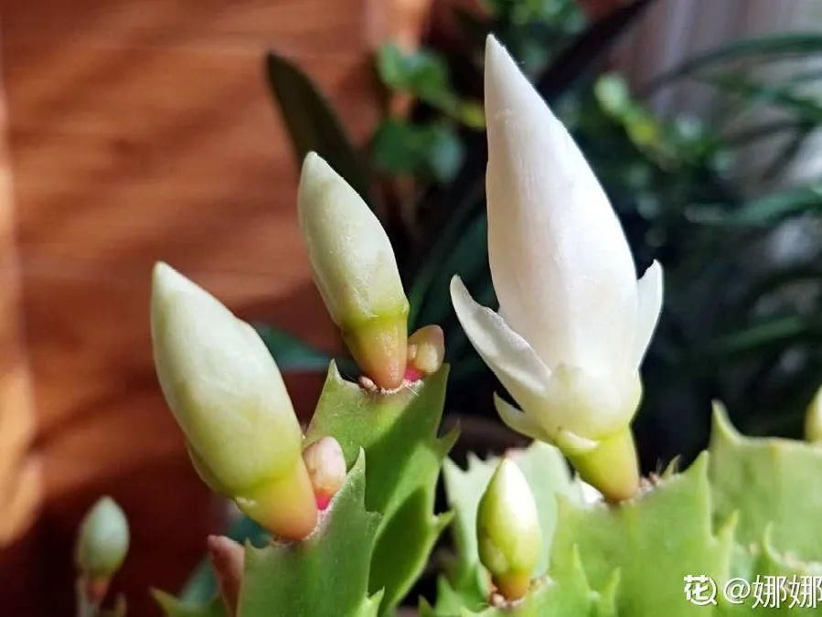 养护蟹爪兰，要注意8个要点，才能开出仙气飘飘花