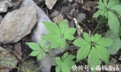 南方人参|生长在路旁,曾是开荒的拦路虎,殊不知是“南方人参”,名贵药材