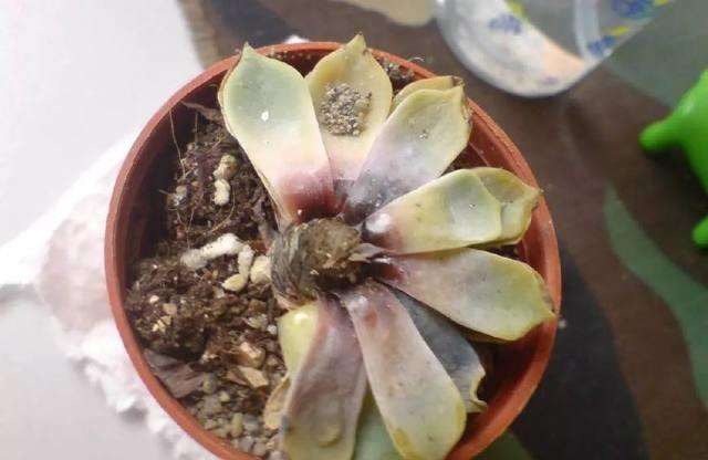 夏天多肉化成一滩水,原来烂成这鬼样子也能救,只要你手速快!