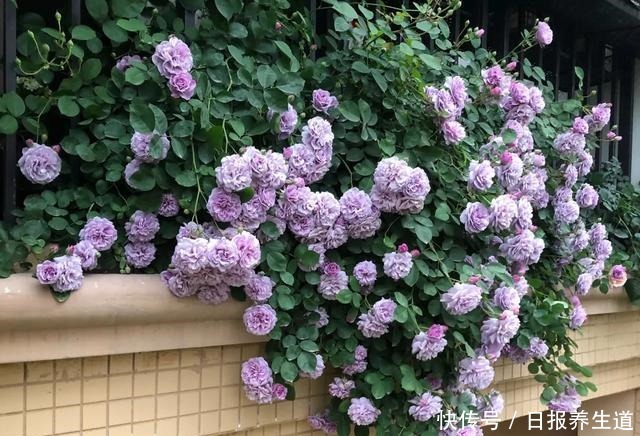 冬季看到这种月季,栽种手法各不相同,诀窍在手,开出一面大花墙