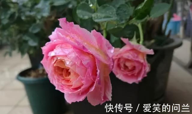 浇水|夏季月季开花“又小又丑”?别害怕,因为它在夏季需要这样做