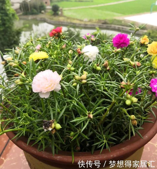 养花|三种夏日花，扦插正当时，喜欢的建议尽快繁殖“小苗”
