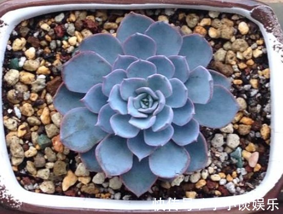 最容易度夏的10种多肉,全是大普货,皮实好养长得快!