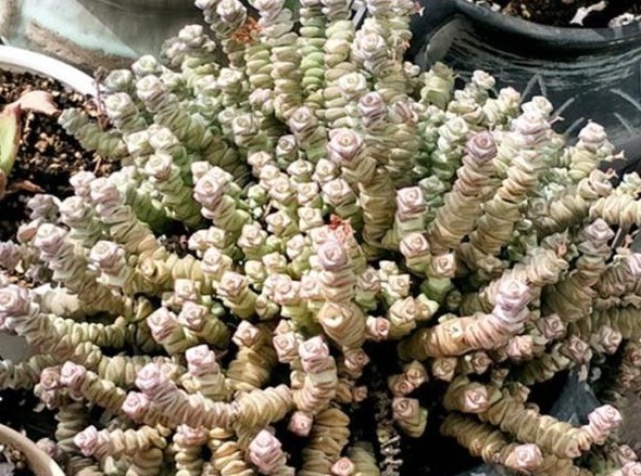 养多肉用1种“溶液”，再也不徒长，叶片长得肥又厚，疯长到爆盆