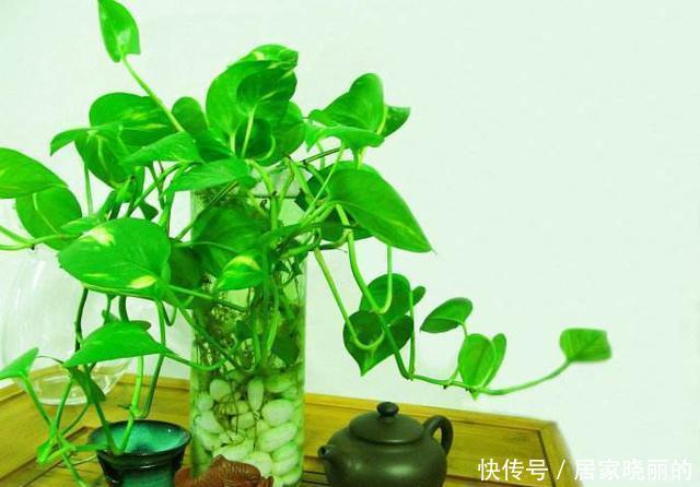 绿萝|绿萝叶子发黄怎么办?四招解决