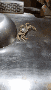 |搞笑GIF:长点心吧 对面住的可都是单身汉啊