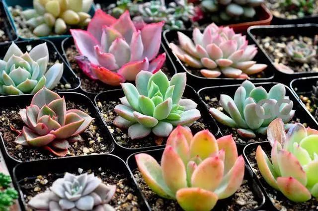 花友们|养多肉,花友们“别踩”这3误区,不然养一盆坏一盆