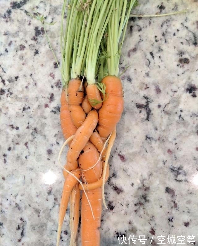 高尔夫球场#30张“活久未见”的照片:被闪电击中的木头,好像一副国画