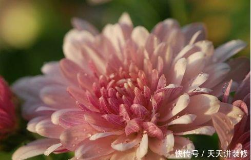 养花|农历5月11日开始,养花养个耐看的,不管也疯长,开花一茬接一茬