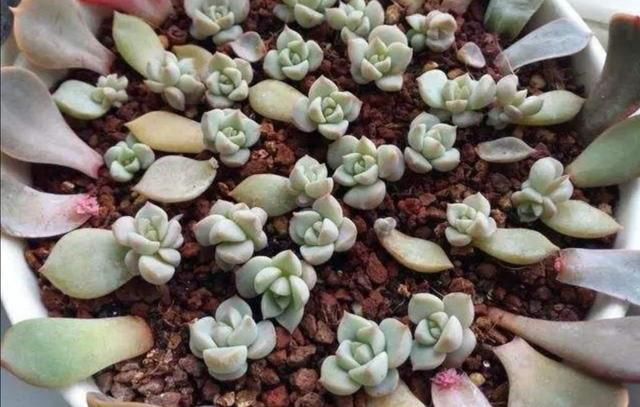 夏天这8种花,很好扦插,生根成活率高,不用再买