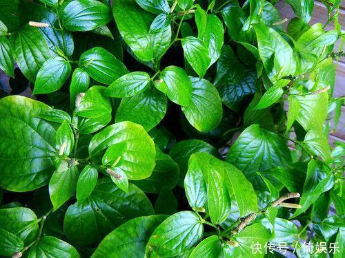 路边的野草没人理,却不知是“治牙痛”的特性药,可惜好多人不懂