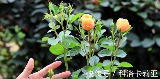 给月季施肥的正确打开方式,了解掌握,冒笋芽花还多,值得收藏!